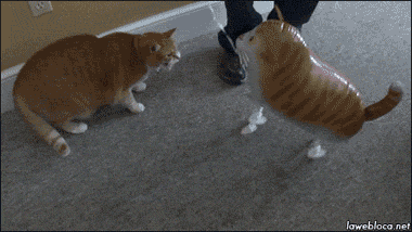 猫.gif